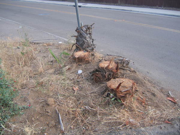 IMG 4070.JPG