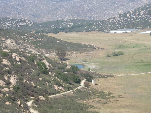 Vernal_Pool_and_Cattle.